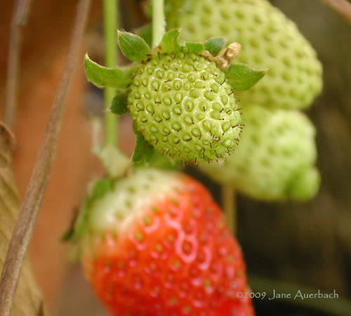 معرفی و راهنمای پرورش گیاهان زینتی - توت فرنگی
